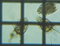 fig.06 テマリワムシ