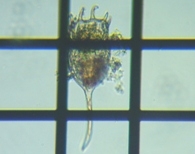 fig.08 JmREViψٌ^j