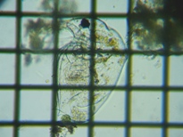 fig.01 ]E~WR