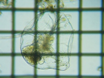fig.05 tNV