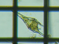 fig.06 cmIrV