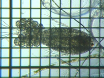 fig.01 P~WR