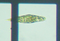 fig.04 ~hV̂P