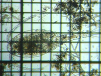 fig.01 ケンミジンコ属