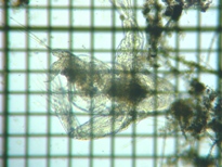 fig.02 オオアタマミジンコ