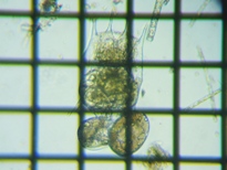 fig.03 ツボワムシ