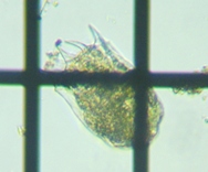 fig.04 ブタペストツボワムシ