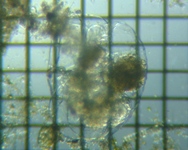fig.05 フクロワムシ