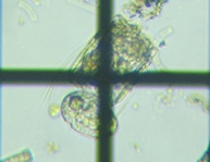 fig.06 ハネウデワムシ