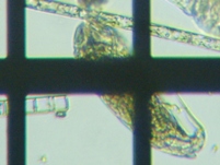 fig.07 ネズミワムシ