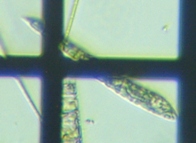fig.08 ミドリムシの1種