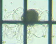fig.09 不詳