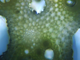 fig.04 nX̌sitj