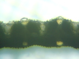 fig.05 }R̗t