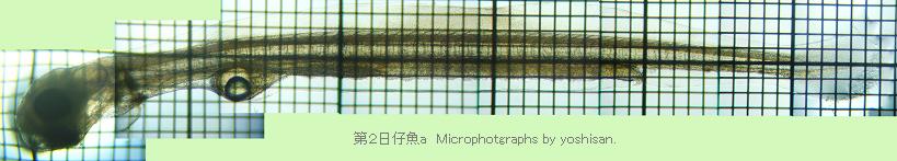fig.a02 ea