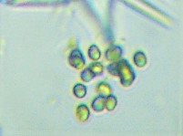 fig.01 sځij