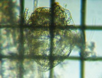 fig.15 V̈
