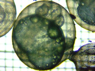 fig.06a U