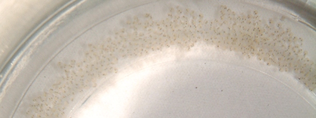 fig.09 X