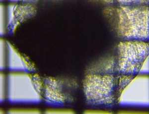 fig.04a S