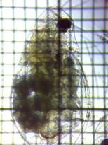 fig.04 _tjA