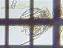 fig.07 nlEfV
