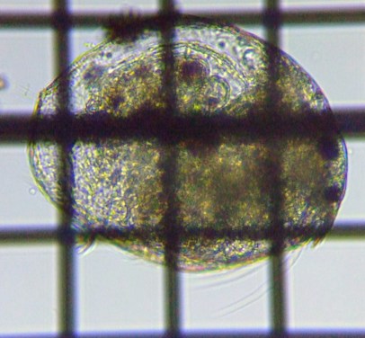fig.01 マルミジンコ（第１個体）
Chydorus Sphaericus