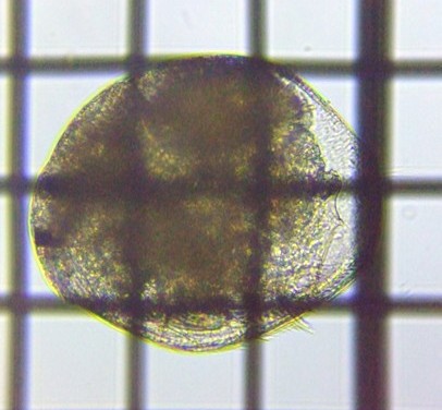 fig.02 マルミジンコ（第２個体）
Chydorus Sphaericus