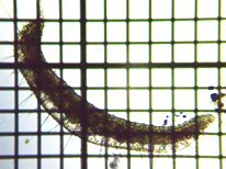 fig.14 水生ミミズ(環形動物門)