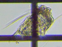 fig.06 nlEfV̈