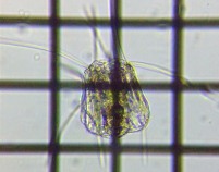fig.07 nlEfV̈