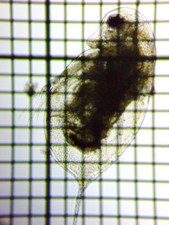 fig.04 _tjA