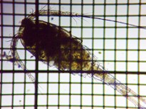 fig.01 ケンミジンコ属