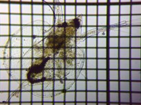 fig.02 カブトミジンコ(尖頭)