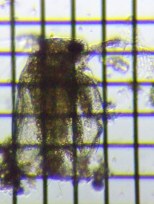 fig.03 ヒメネコゼミジンコ