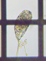 fig.07 ネズミワムシ