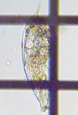 fig.08 ネズミワムシ