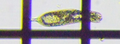 fig.13 ユーグレナ属