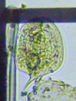fig.14 ファークス属