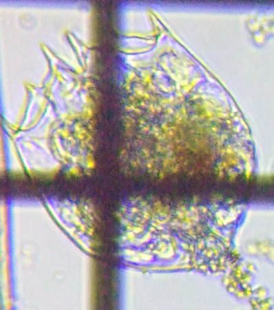 fig.03 JK^c{V