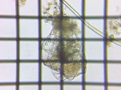 fig.07 tNV