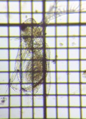 fig.04 IIA^}~WR
