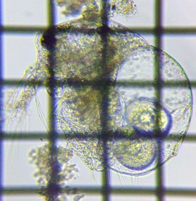fig.01 ゾウミジンコモドキ