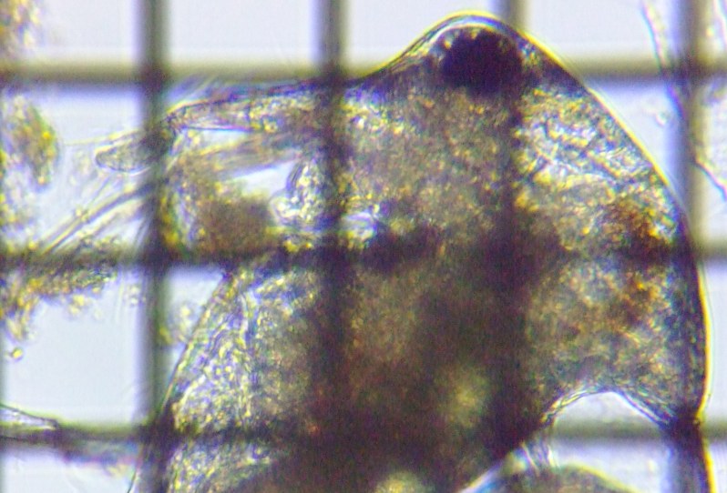 fig.03 ゾウミジンコモドキ