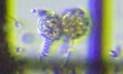 fig.10 cKlV̈