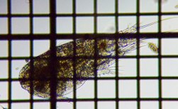 fig.01 P~WR