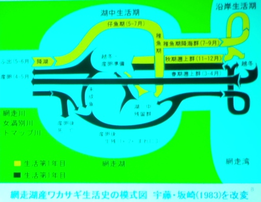 fig.12e 坂崎繁樹部長の研究成果のひとつ『ワカサギの生活史』