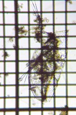 fig.06 IiK~WR
