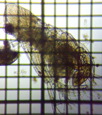 fig.07 IIA^}~WR