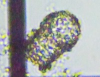fig.14 c{J